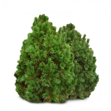 Kedrinė pušis Sodinukai (Pinus cembra) – 130cm