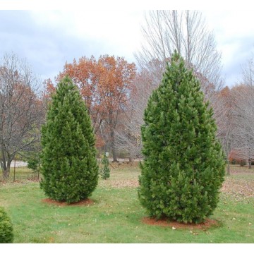 Kedrinė pušis Sodinukai (Pinus cembra) – 130cm