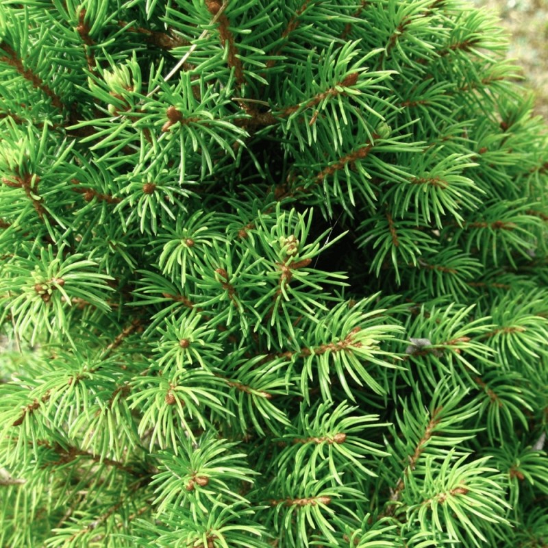 Kanadinė Eglutė Sodinukai (Picea glauca conica)