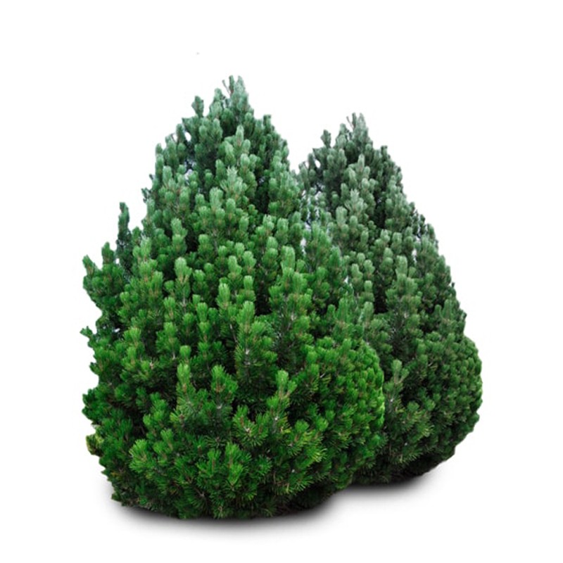 Pušis juodoji – Pyramidalis (Pinus nigra)
