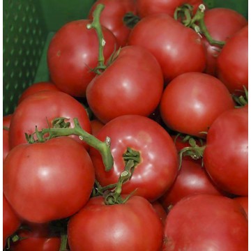 Pomidoru daigai Esmira F1 - Pomidorai Esmira F1