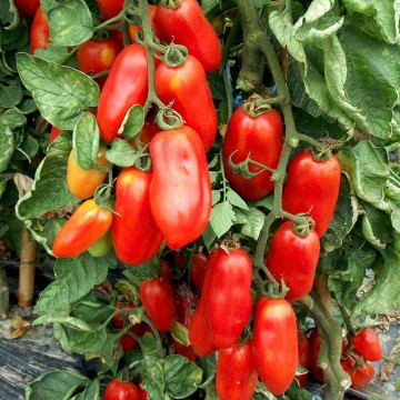 Pomidorai Giulietta F1 - Pomidoru daigai Giulietta F1